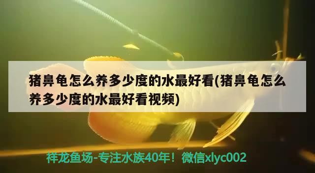豬鼻龜怎么養(yǎng)多少度的水最好看(豬鼻龜怎么養(yǎng)多少度的水最好看視頻)