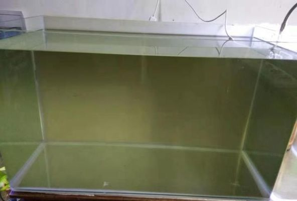 如何監測小紅龍養殖水質變化：小紅龍養殖水質監測方法