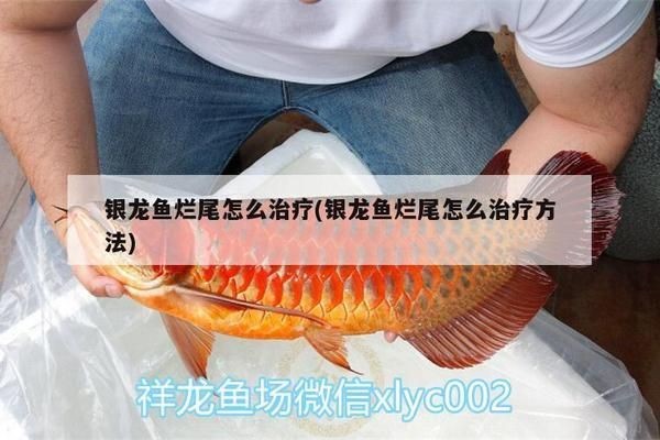 龍魚尾巴老是裂開怎么回事vs祥龍魚場：龍魚尾巴裂開的幾個(gè)原因 龍魚尾巴老是裂開怎么回事vs祥龍魚場：龍魚尾巴裂開的幾個(gè)原因 vs祥龍魚場 第3張