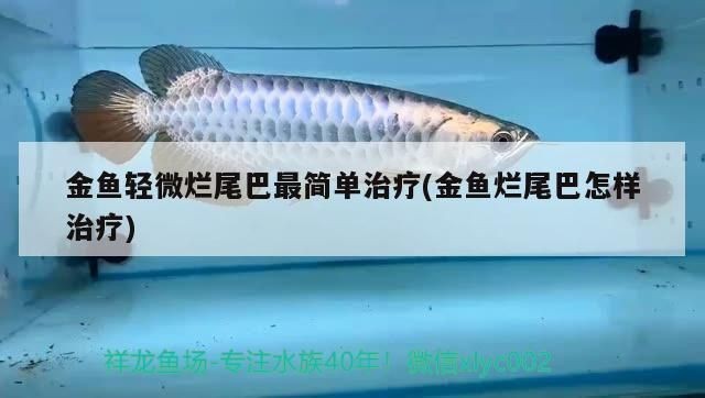 龍魚尾巴老是裂開怎么回事vs祥龍魚場：龍魚尾巴裂開的幾個(gè)原因 龍魚尾巴老是裂開怎么回事vs祥龍魚場：龍魚尾巴裂開的幾個(gè)原因 vs祥龍魚場 第5張