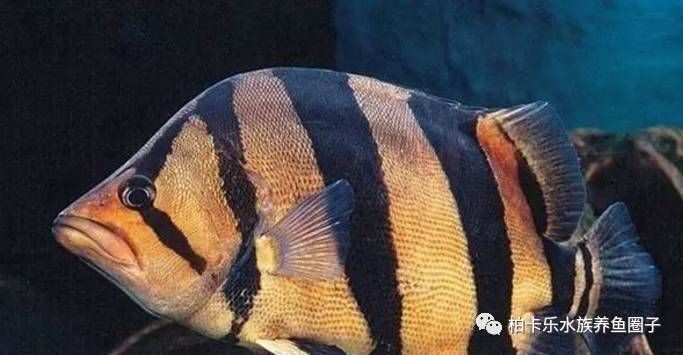 小虎魚飼養(yǎng) 溫度 氧氣 喂食好嗎：小虎魚飼養(yǎng)溫度和氧氣喂食好嗎