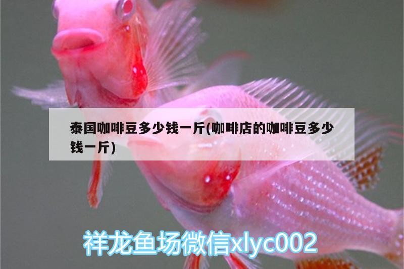 魚缸過濾器選購指南:自制魚缸過濾器魚缸上置過濾器對于養(yǎng)魚愛好者的必備知識 泰國咖啡豆多少錢一斤(咖啡店的咖啡豆多少錢一斤) 馬來西亞咖啡 泰國咖啡豆多少錢一斤(咖啡店的咖啡豆多少錢一斤) 泰國咖啡豆多少錢一斤(咖啡店的咖啡豆多少錢一斤) 馬來西亞咖啡