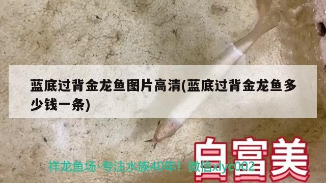 藍底過背金龍魚圖片高清(藍底過背金龍魚多少錢一條)