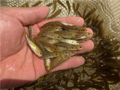 帶魚字的成語意思:帶魚字的成語意思是什么 龍魚百科 第1張 帶魚字的成語意思:帶魚字的成語意思是什么 帶魚字的成語意思:帶魚字的成語意思是什么 龍魚百科 第1張
