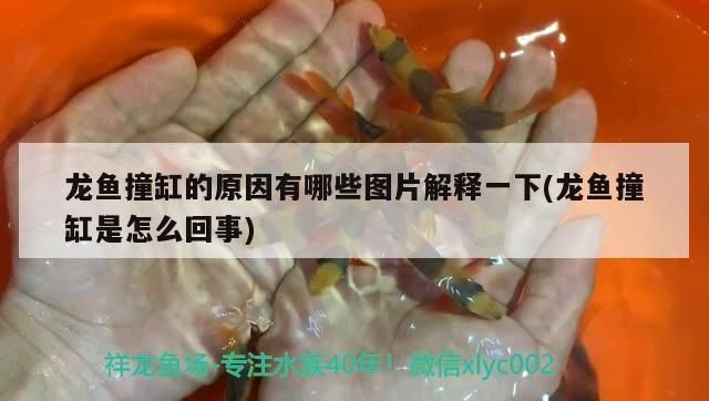 龍魚莫名其妙撞缸怎么回事vs祥龍魚場：祥龍魚場龍魚健康狀況，如何預防龍魚撞缸后的處理方法