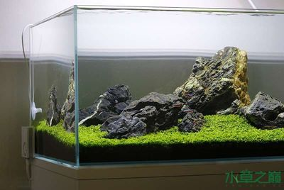 80的魚缸造景：80的魚缸怎么造景 80的魚缸造景：80的魚缸怎么造景 魚缸百科 第1張