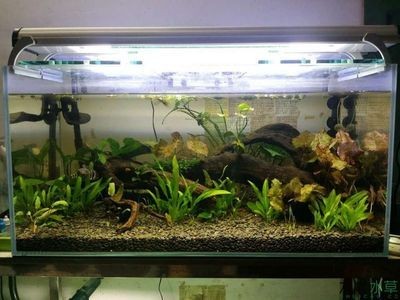 80的魚缸造景：80的魚缸怎么造景 80的魚缸造景：80的魚缸怎么造景 魚缸百科 第3張