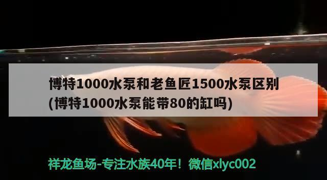 給大魚缸換水的作文:體驗給大魚缸換水的樂趣:體驗給大魚缸換水:給大魚缸換水的作文 博特1000水泵和老魚匠1500水泵區別(博特1000水泵能帶80的缸嗎) 博特水族 博特1000水泵和老魚匠1500水泵區別(博特1000水泵能帶80的缸嗎) 博特1000水泵和老魚匠1500水泵區別(博特1000水泵能帶80的缸嗎) 博特水族