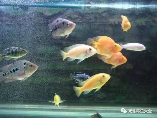 帶鴨的商標名字：帶鴨的商標名字大全