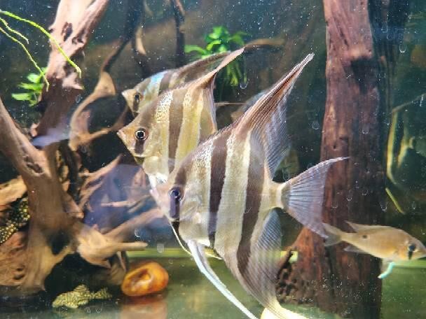 帶仙緣的弟子夢到魚：帶仙緣的弟子夢到魚沖走 帶仙緣的弟子夢到魚：帶仙緣的弟子夢到魚沖走 龍魚百科 第2張