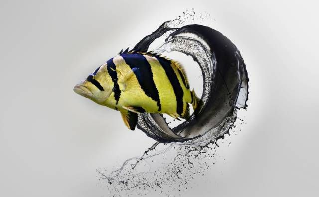 虎魚分哪幾種類型：虎魚分為幾個主要類型：虎魚分哪幾種類型
