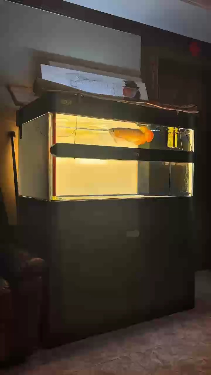 我的虎魚真菌感染了要怎么處理 中秋居然下大雨 龍魚論壇 中秋居然下大雨 中秋居然下大雨 龍魚論壇