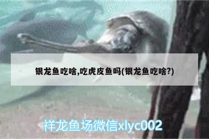 銀龍魚吃啥,吃虎皮魚嗎(銀龍魚吃啥?)