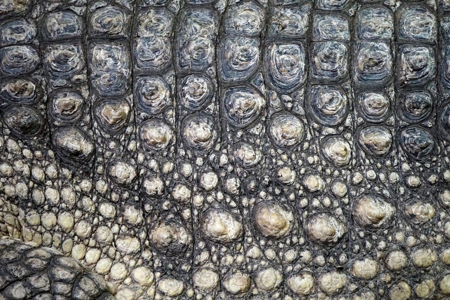 銀龍魚鱗片上有白疙瘩怎么回事(銀龍魚魚鱗上有白點) 銀龍魚鱗片上有白疙瘩怎么回事(銀龍魚魚鱗上有白點) 銀龍魚百科 第2張