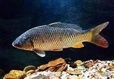大型招財(cái)魚(yú)多少錢(qián)一條：大型招財(cái)魚(yú)多少錢(qián)一條啊