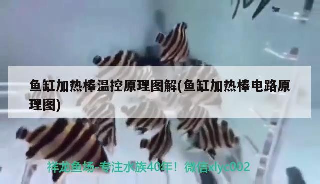 魚缸加熱棒溫控原理圖解(魚缸加熱棒電路原理圖) 魚缸加熱棒溫控原理圖解(魚缸加熱棒電路原理圖) iwish愛唯希品牌魚缸