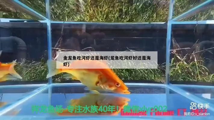 魚缸過濾器選購指南:自制魚缸過濾器魚缸上置過濾器對于養(yǎng)魚愛好者的必備知識 伊罕新款加熱棒不準(zhǔn)(伊罕新款加熱棒不準(zhǔn)怎么辦) 伊罕水族 伊罕新款加熱棒不準(zhǔn)(伊罕新款加熱棒不準(zhǔn)怎么辦) 伊罕新款加熱棒不準(zhǔn)(伊罕新款加熱棒不準(zhǔn)怎么辦) 伊罕水族