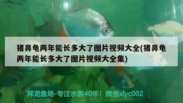 豬鼻龜兩年能長多大了圖片視頻大全(豬鼻龜兩年能長多大了圖片視頻大全集)