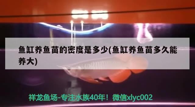 魚缸養(yǎng)魚苗的密度是多少(魚缸養(yǎng)魚苗多久能養(yǎng)大)