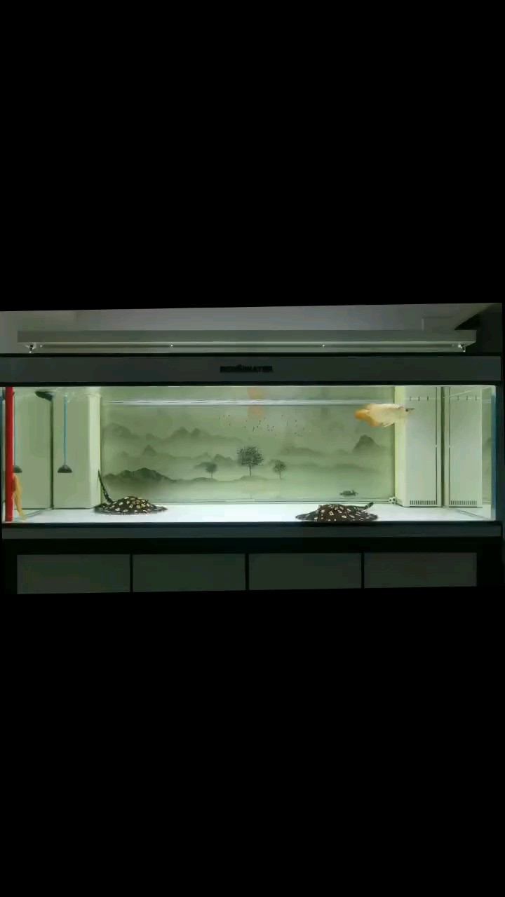 清醒，知趣，明得失！ 清醒，知趣，明得失！ 龍魚論壇