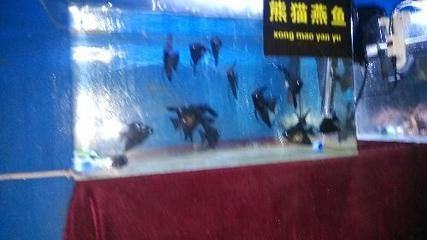 濮陽水族館vs祥龍魚場（探討濮陽水族館與祥龍魚場之間的差異，我們需要明確基本信息和特點）