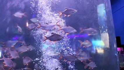 濮陽水族館vs祥龍魚場（探討濮陽水族館與祥龍魚場之間的差異，我們需要明確基本信息和特點）