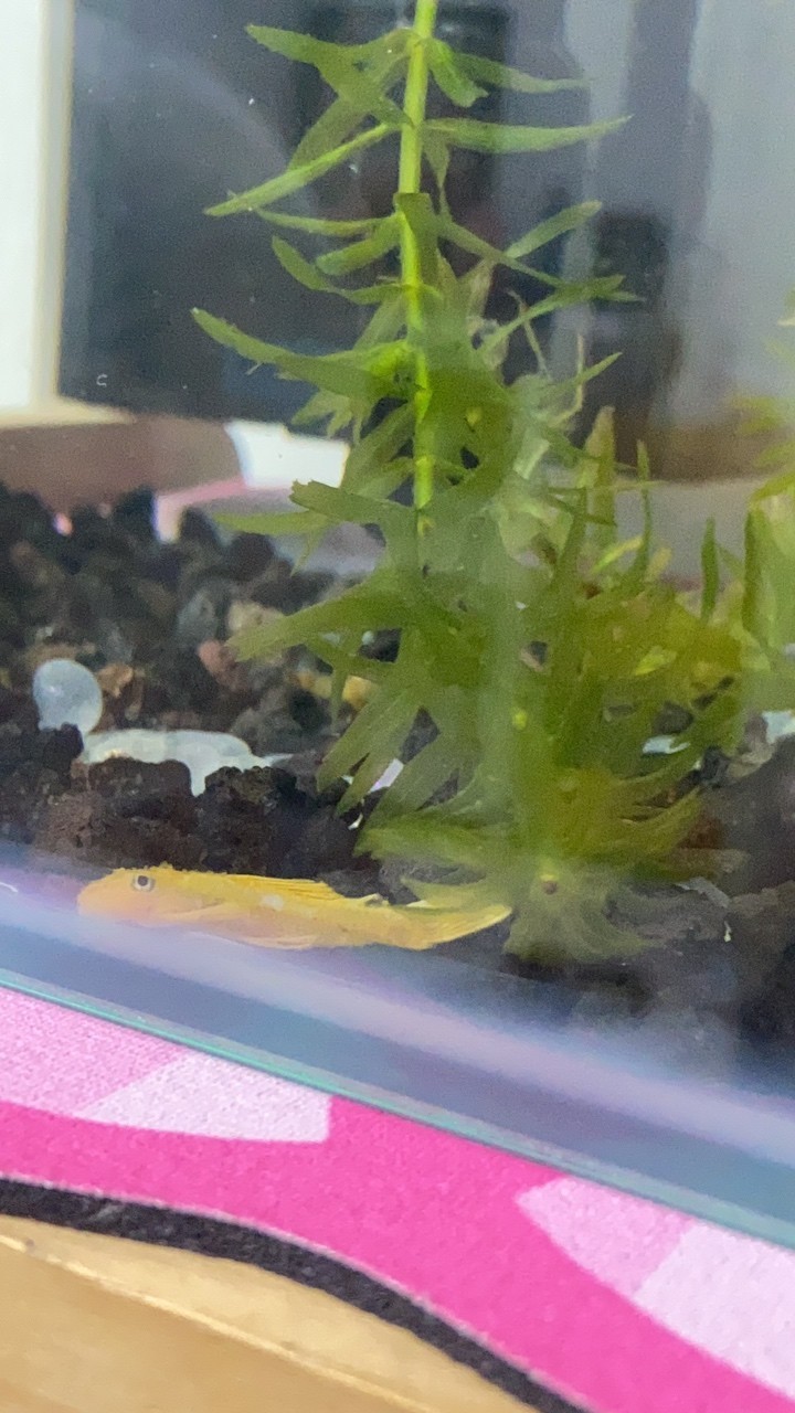 新人不懂就問,這是胡椒病嗎 龍魚論壇 第1張 新人不懂就問,這是胡椒病嗎 新人不懂就問,這是胡椒病嗎 龍魚論壇 第1張