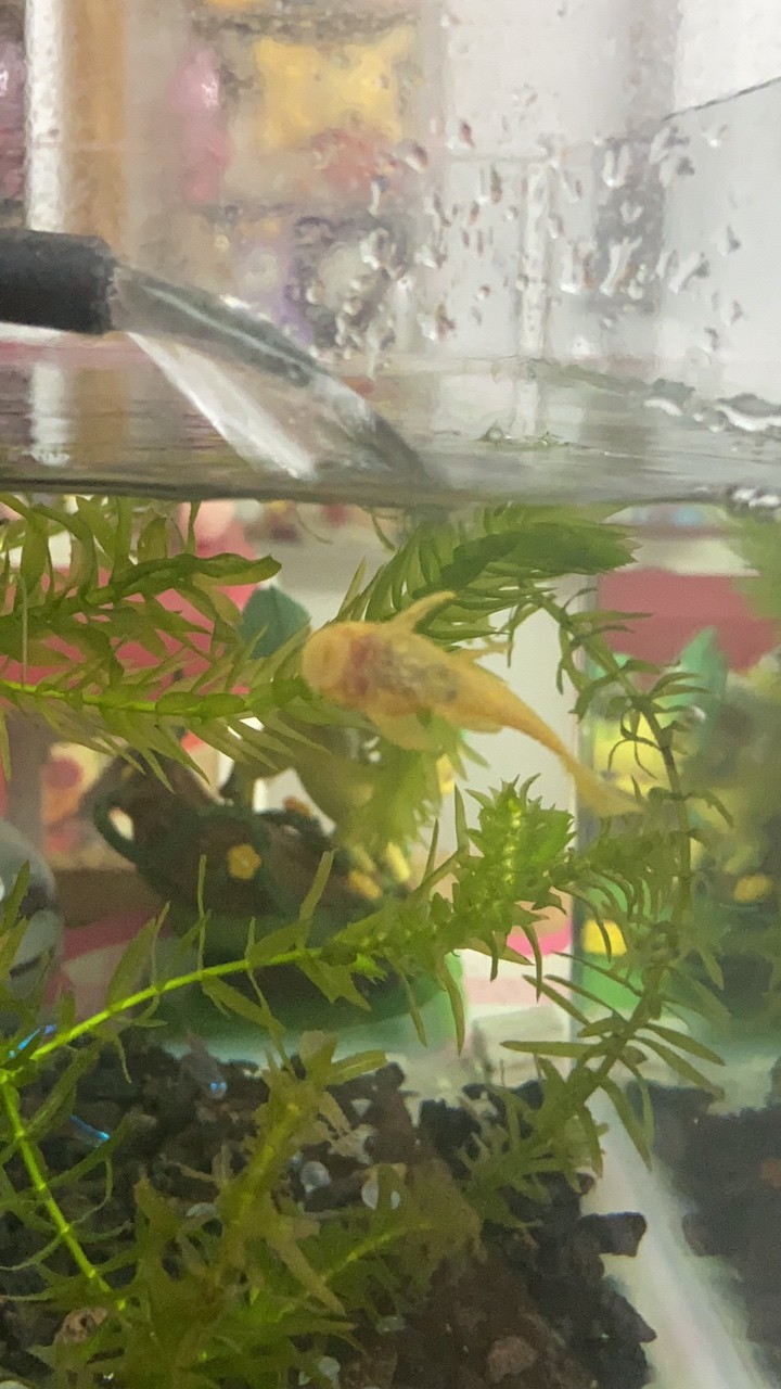 新人不懂就問,這是胡椒病嗎 龍魚論壇 第2張 新人不懂就問,這是胡椒病嗎 新人不懂就問,這是胡椒病嗎 龍魚論壇 第2張