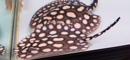 魟魚身上白點：關于魟魚身上白點的問題