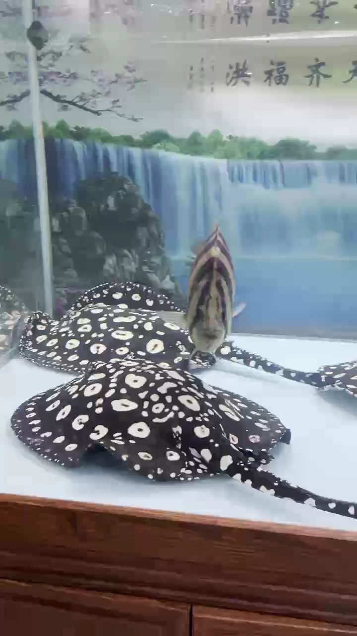 胖嘟嘟的魟魚