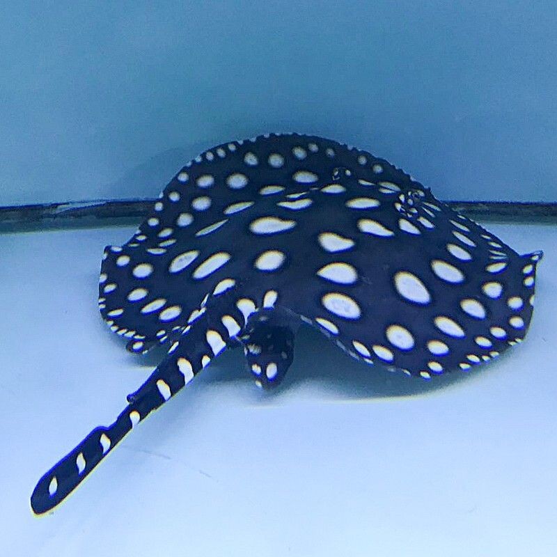 銀龍魚和翹嘴魚的區別在哪里：銀龍魚和翹嘴魚的區別在哪里呢