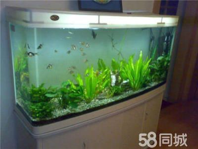 大型魚缸怎么清洗換水的：大型魚缸清洗換水方法