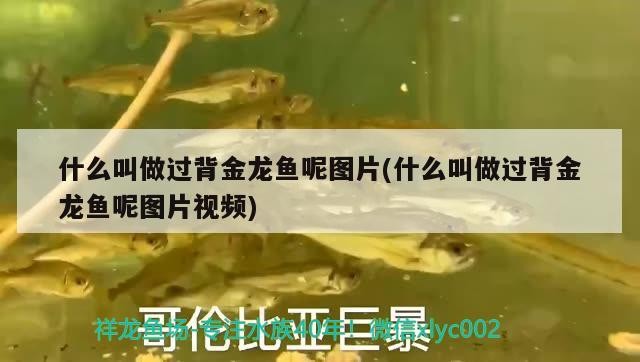 什么叫做過(guò)背金龍魚呢圖片(什么叫做過(guò)背金龍魚呢圖片視頻)