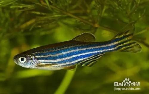 紅龍魚哪個品種好看又漂亮的好養（紅龍魚哪個品種好看又漂亮的好養活）
