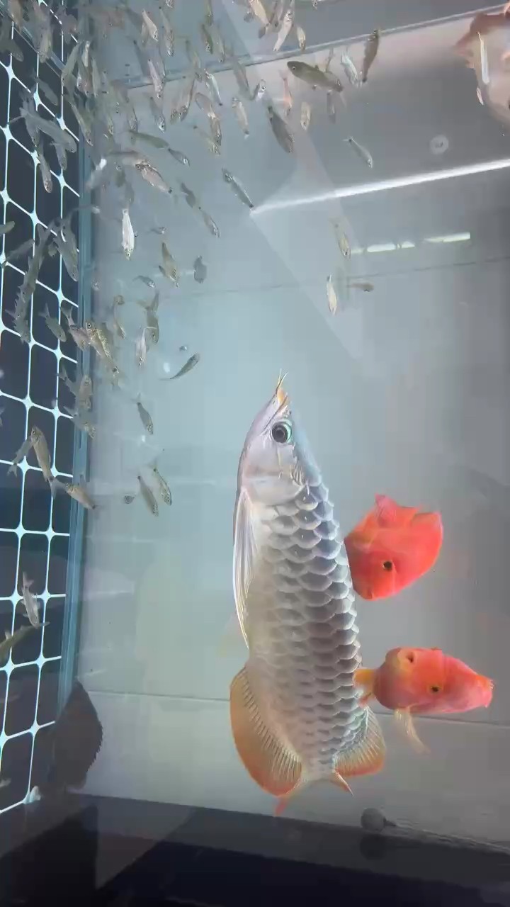 42公分了也不會紅