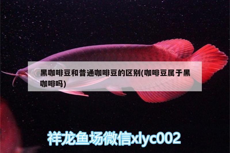 黑咖啡豆和普通咖啡豆的區別(咖啡豆屬于黑咖啡嗎)