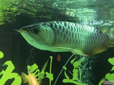 嘉峪關龍魚vs祥龍魚場（嘉峪關龍魚與祥龍魚場有什么區別？） 嘉峪關龍魚vs祥龍魚場（嘉峪關龍魚與祥龍魚場有什么區別？） 全國水族館企業名錄 第2張
