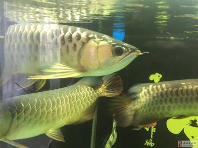 嘉峪關龍魚vs祥龍魚場（嘉峪關龍魚與祥龍魚場有什么區別？） 嘉峪關龍魚vs祥龍魚場（嘉峪關龍魚與祥龍魚場有什么區別？） 全國水族館企業名錄 第3張