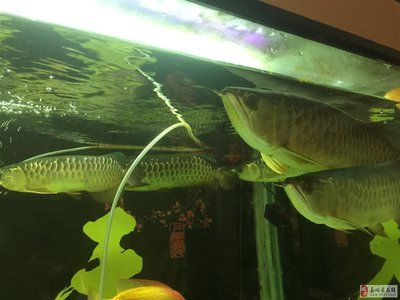 嘉峪關龍魚vs祥龍魚場（嘉峪關龍魚與祥龍魚場有什么區別？） 嘉峪關龍魚vs祥龍魚場（嘉峪關龍魚與祥龍魚場有什么區別？） 全國水族館企業名錄 第4張