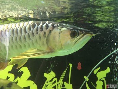 嘉峪關龍魚vs祥龍魚場（嘉峪關龍魚與祥龍魚場有什么區別？） 嘉峪關龍魚vs祥龍魚場（嘉峪關龍魚與祥龍魚場有什么區別？） 全國水族館企業名錄 第6張