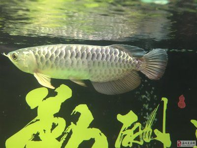 嘉峪關龍魚vs祥龍魚場（嘉峪關龍魚與祥龍魚場有什么區別？） 嘉峪關龍魚vs祥龍魚場（嘉峪關龍魚與祥龍魚場有什么區別？） 全國水族館企業名錄 第5張