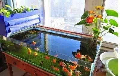 diy金魚缸過濾：diy金魚缸過濾系統