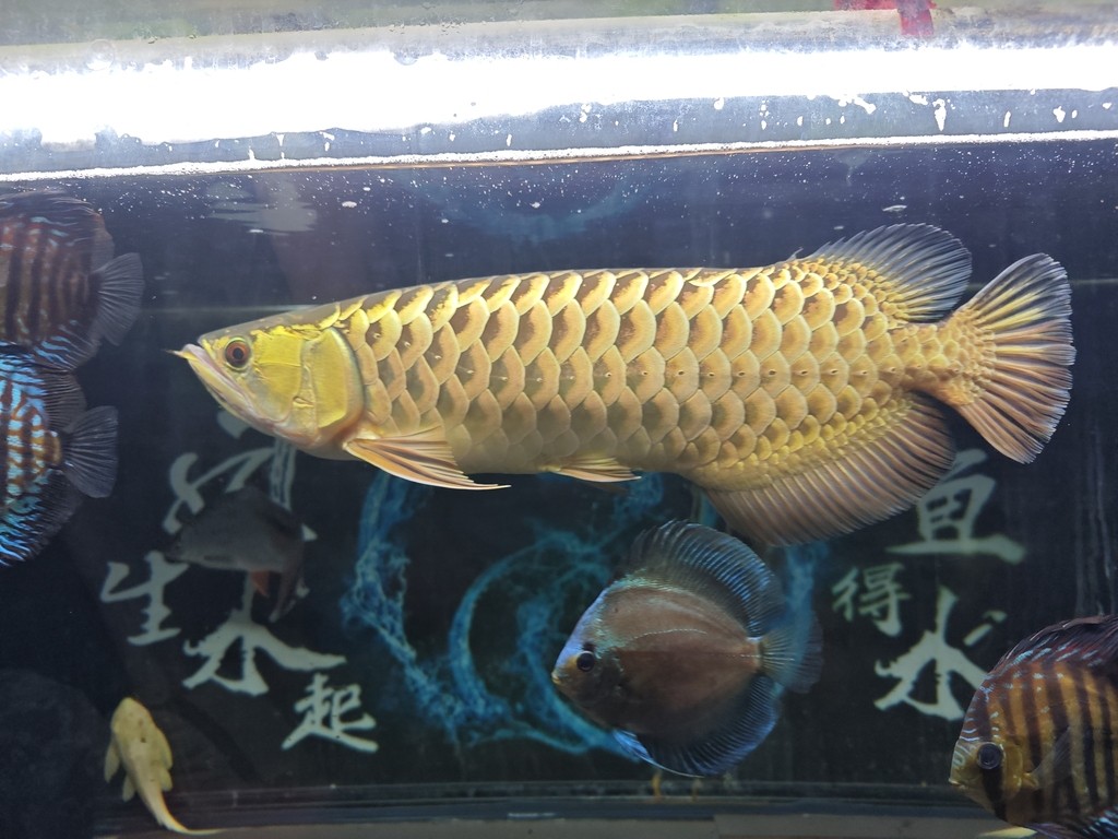 中秋快樂！到家一年244天，肉眼可見的好看了