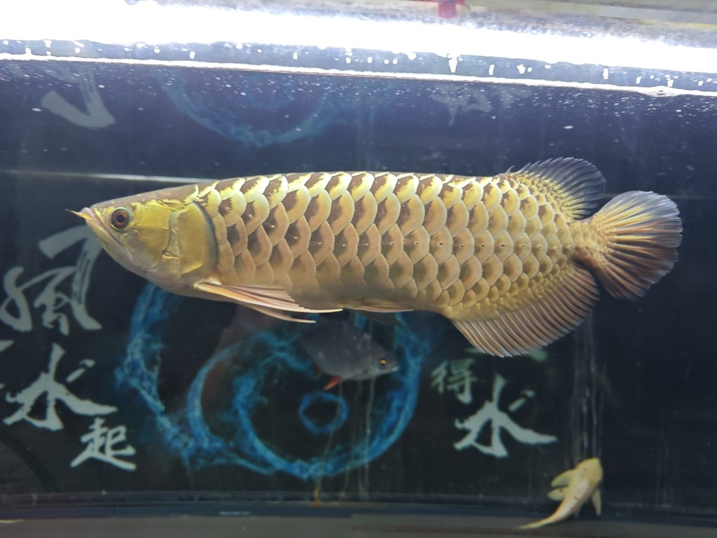 中秋快樂！到家一年244天，肉眼可見的好看了