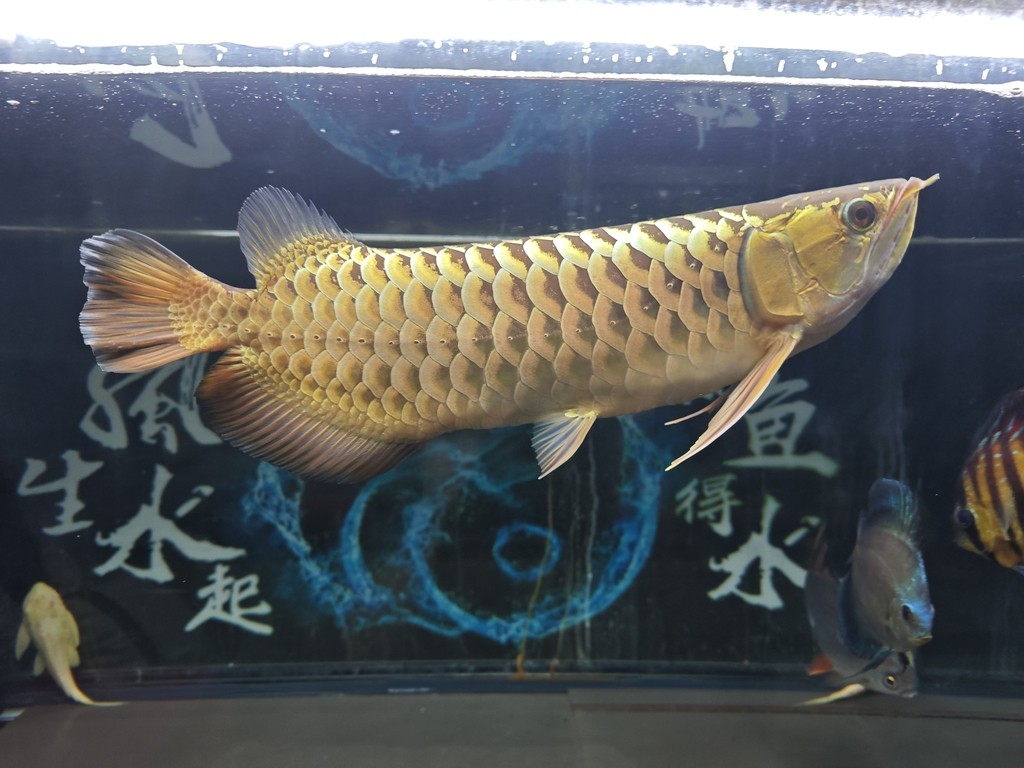 中秋快樂！到家一年244天，肉眼可見的好看了