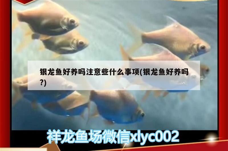 銀龍魚好養(yǎng)嗎注意些什么事項(銀龍魚好養(yǎng)嗎?)