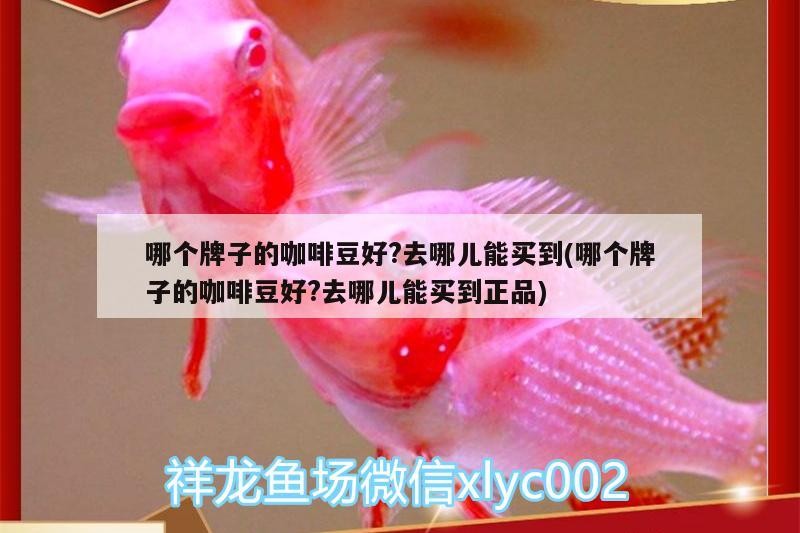哪個牌子的咖啡豆好?去哪兒能買到(哪個牌子的咖啡豆好?去哪兒能買到正品)