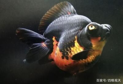 臨夏州水族館vs祥龍魚場（臨夏州水族館與祥龍魚場的區別）
