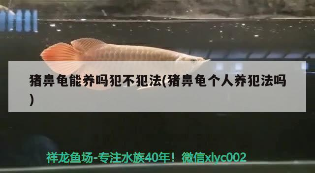 豬鼻龜能養嗎犯不犯法(豬鼻龜個人養犯法嗎)