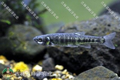 8公分的虎魚吃什么飼料：8公分的虎魚應該喂食哪些飼料